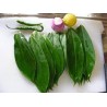 Thebu Leaves (テンブ )